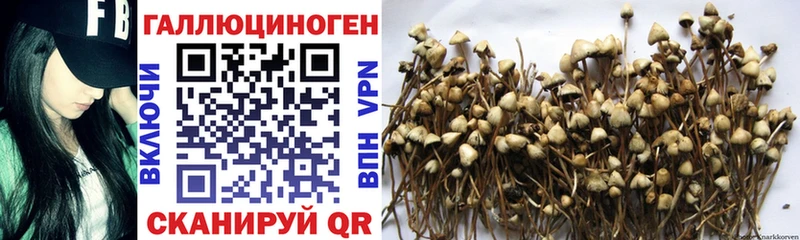 mega ССЫЛКА купить Берёзовский Псилоцибиновые грибы Cubensis